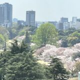 新宿御苑の桜2023 土日は予約制 ろまん亭 閉店 感想レポ